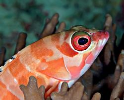 That's comfy? Blacktip grouper from Mabul. Nikon D70 and ... by Beverly Speed 